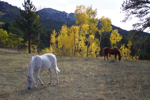 Arkliai, Aspen, Kalnas, Vakarų, Ganykla, Colorado, Gamta