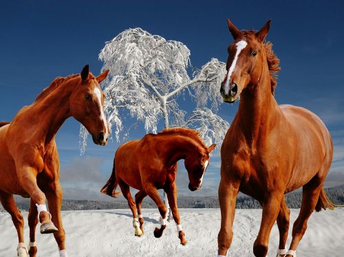 Arkliai, Jungtis, Žiema, Sniegas, Žaisti, Paddock, Žiemą
