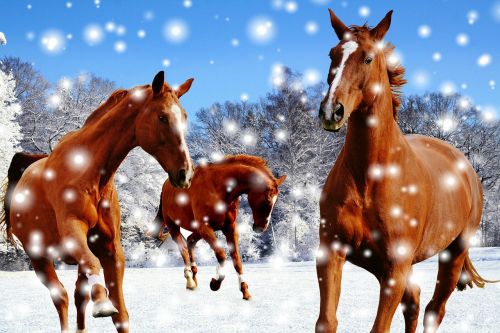 Arkliai, Jungtis, Žiema, Sniegas, Žaisti, Paddock, Žiemą