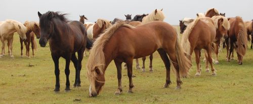 Arkliai, Iceland, Pieva