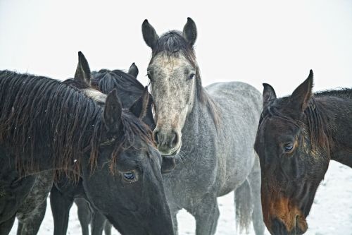 Arkliai, Jauni Žirgai, Eržilai, Žiemos Laikas, Žiema