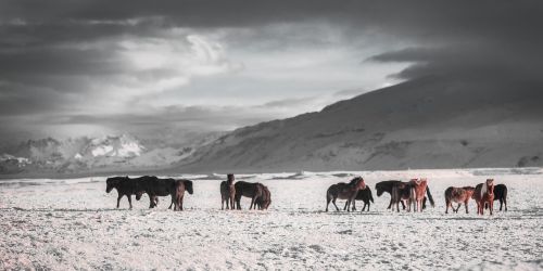Arkliai, Žiema, Lauke, Laukiniai, Šaltas