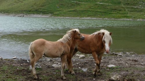 Arkliai, Gyvūnai, Gamta