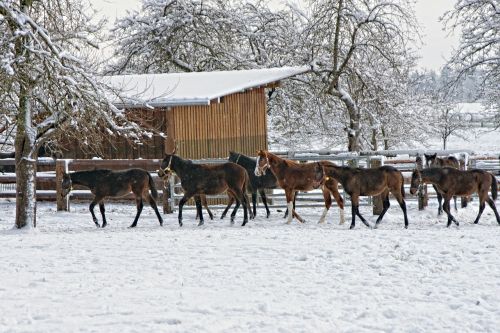Arkliai, Gyvūnai, Arklių Grupė, Žiema, Sniego Kraštovaizdis