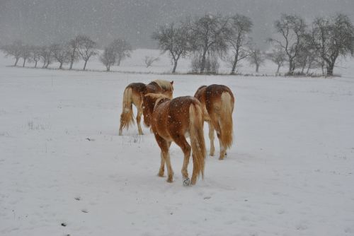 Arkliai, Haflinger, Žiema, Sniegas