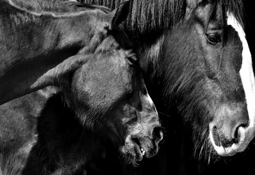 Arkliai, Draugystė, Meilė, Gyvūnai, Laukinės Gamtos Fotografija
