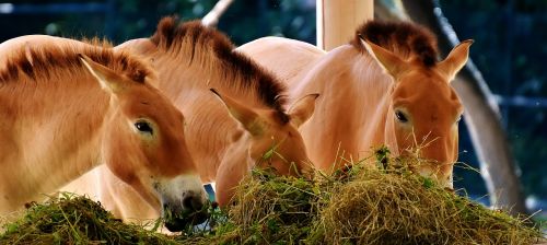 Arkliai, Maitinimas, Valgyti, Gyvūnas, Gamta, Gyvūnų Pasaulis, Laukinė Gamta, Zoologijos Sodas, Hellabrunn