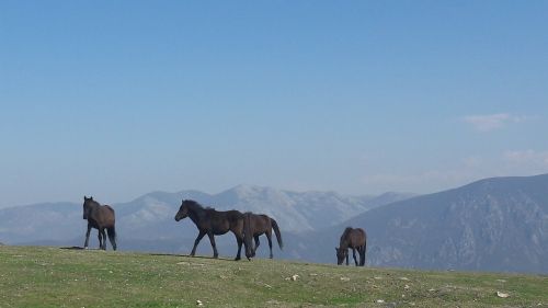 Arkliai, Asturcon, Asturias, Ispanija, Jodinėjimas, Arkliai