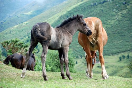 Arkliai, Laukiniai, Asturias, Gamta, Grynumas, Kraštovaizdis, Kalnas, Laukinė Gamta, Ekologija