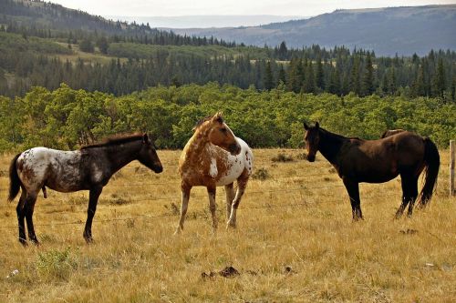 Arkliai, Laukinė Gamta, Gyvūnai, Kraštovaizdis, Montana, Gamta, Usa