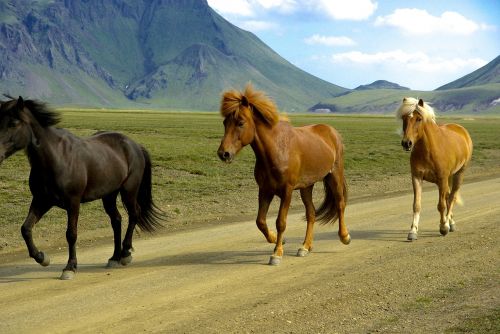 Arkliai, Iceland, Žiurkė, Landmannalaugar