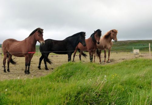 Arkliai, Kraštovaizdis, Gamta, Iceland