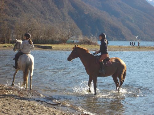 Arkliai,  Ežeras,  Lugano,  Vanduo,  Gamta
