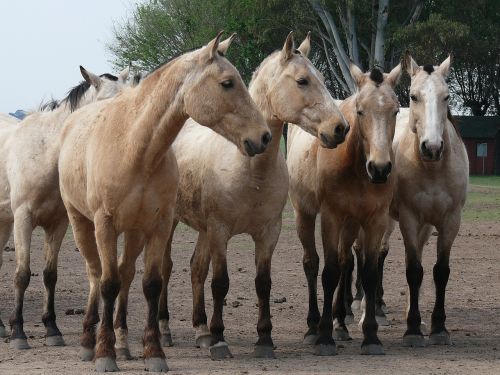 Arkliai, Bandas, Argentina