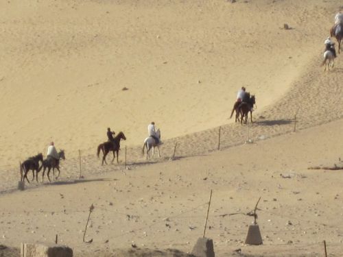 Arklys,  Giza,  Kairas,  Dykuma,  Egiptas,  Arkliai Gizos Dykumoje