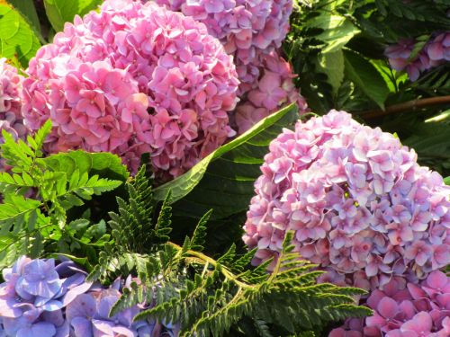 Gražus,  Flora,  Gėlės,  Hortensija,  Rožinis,  Hortensijos Gėlės
