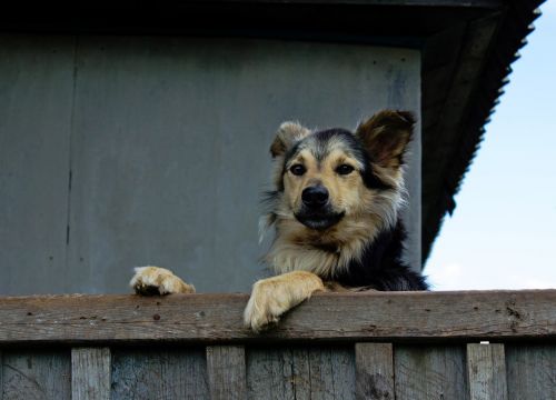 Namas, Tvora, Šuo