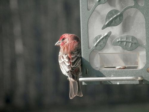 Namo Peizažas, Paukščių Maitintojas, Iš Arti, Paukštis, Skristi, Sparnai, Plunksna, Laukinė Gamta, Snapas, Laukiniai, Laisvė, Lauke, Paukštis, Didingas, Padaras, Dykuma, Gamta, Žinduolis, Stuburas, Gyvūnas