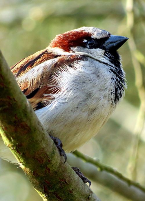 Naminis Žvirblis, Žvirblis, Paukštis, Laukinė Gamta, Gamta, Gyvūnas, Praeivis, Domesticus, Paukštis