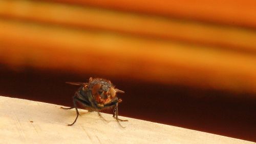 Housefly, Skristi, Vabzdys, Uždaryti, Gyvūnas, Makro, Sparnas, Jungtinės Akys, Iš Arti