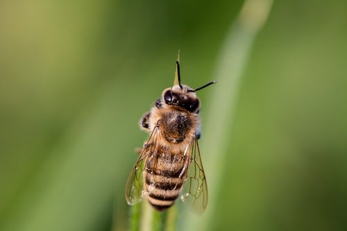 Žiedmusės,  Bičių,  Syrphidae,  Pobūdį,  Sparnas,  Gyvūnas,  Vabzdys