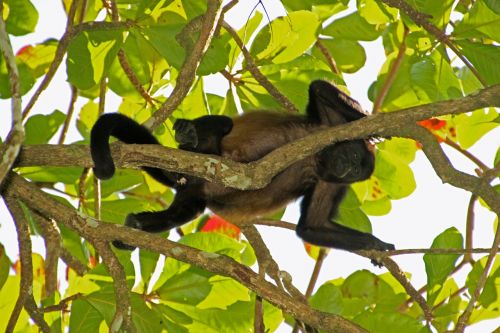 Vikšrinis Beždžionė, Beždžionė, Kosta Rika, Siesta, Pietų Pertrauka, Lipti