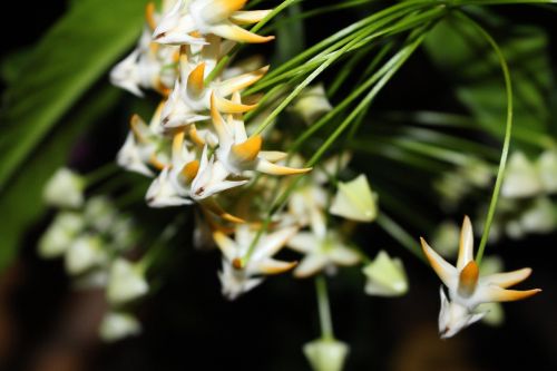 Hoya, Multiflora, Raketos Vazos Geles, Pasodintas Augalas