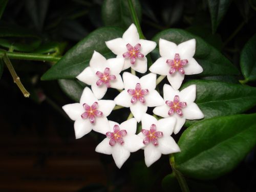 Hoya Bella, Porcelianinės Gėlės, Porceliano Gėlė, Augalai, Gėlė, Balta Gėlė