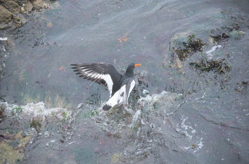 Paukštis,  Gamta,  Ilgas & Nbsp,  Snapas,  Laukinė Gamta,  Laukinis & Nbsp,  Gyvūnas,  Ornitologija,  Oystercatcher