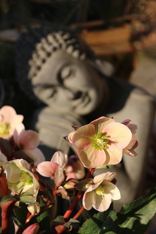 Žmogus,  Gėlės,  Meditacija,  Azija