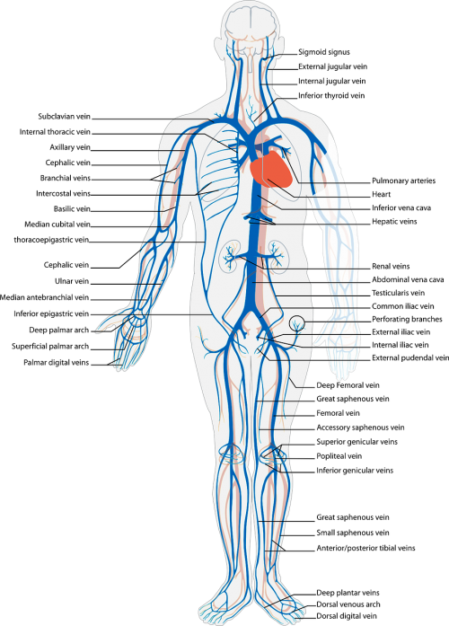 Žmogus, Kūnas, Kraujotaka, Sistema, Paženklinta Etikete, Arterija, Diagrama, Širdis, Nemokama Vektorinė Grafika