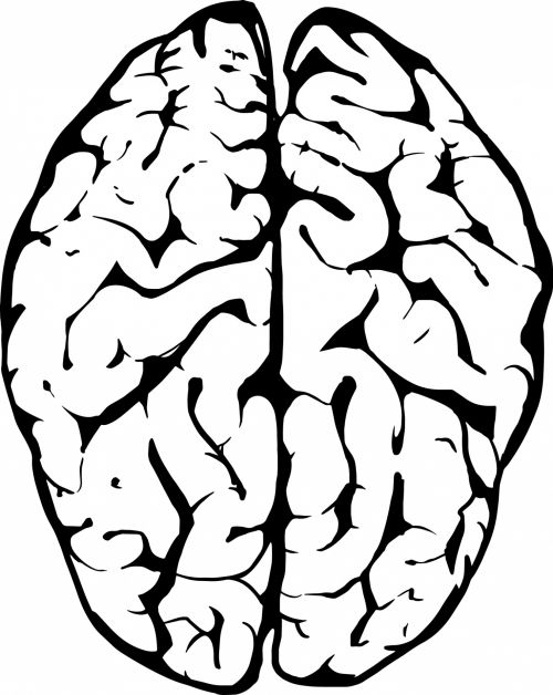 Smegenys,  Anatomija,  Biologija,  Žmogus,  Mokslas,  Organas,  Protas,  Protingas,  Žvalgyba,  Protingas,  Piešimas,  Vektorius,  Žmogaus Smegenys