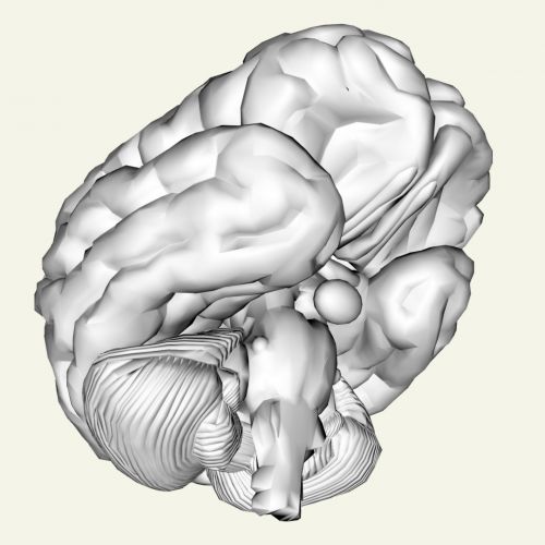 3D,  Žmogus,  Smegenys,  Pilka,  Izoliuotas,  Protas,  Žmogaus Smegenys