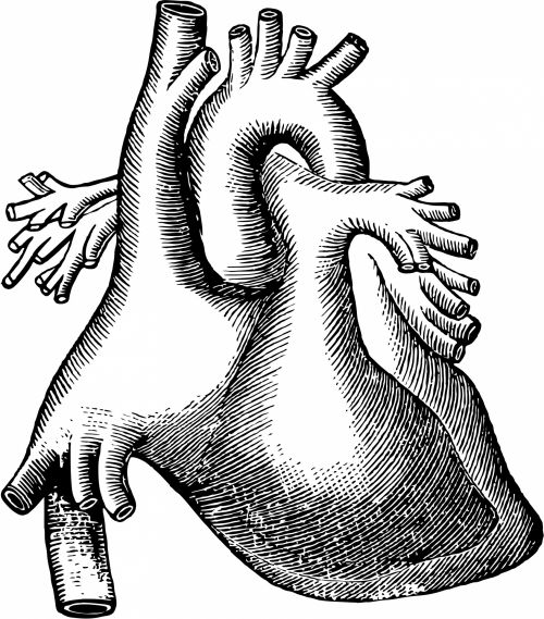 Iliustracijos,  Clip & Nbsp,  Menas,  Grafika,  Iliustracija,  Juoda & Nbsp,  Balta,  Vintage,  Viešasis & Nbsp,  Domenas,  Piešimas,  Anatomija,  Širdis,  Žmogus & Nbsp,  Širdis,  Organai,  Žmogaus Organai,  Medicinos,  Sveikata,  Vidiniai & Nbsp,  Organai,  Žmogaus Širdis