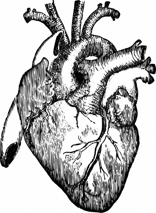 Iliustracijos,  Clip & Nbsp,  Menas,  Grafika,  Iliustracija,  Juoda & Nbsp,  Balta,  Vintage,  Viešasis & Nbsp,  Domenas,  Piešimas,  Anatomija,  Širdis,  Žmogus & Nbsp,  Širdis,  Organai,  Žmogaus Organai,  Medicinos,  Sveikata,  Vidiniai & Nbsp,  Organai,  Žmogaus Širdis