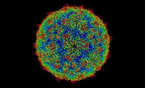Žmogaus Rinovirusas C15A, Žmogus, Virusas, Medicina, Mokslas, Sveikata, Medicinos, Liga, Biologija, Epidemija, 3D, Mikroskopinis