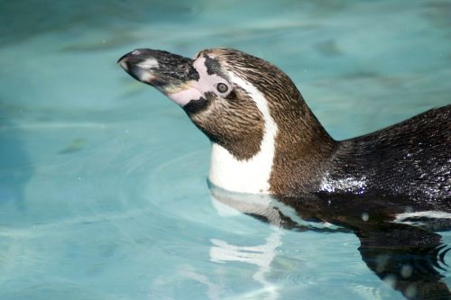Humboldto Pingvinas, Pingvinas, Humboldt, Sąskaitą, Žuvis, Paukštis, Plaukti, Vanduo, Gyvūnai, Gyvūnų Pasaulis, Gamta, Laukiniai, Laukinė Gamta, Išgyventi, Gyvūnų Laukiniai Gyvūnai