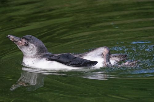 Humboldto Pingvinas, Pingvinas, Akiniai Pingvinas, Pietų Amerika, Paukštis, Plaukti, Laukinės Gamtos Fotografija, Spheniscus Humboldti