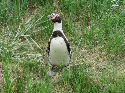 Humboldto Pingvinas, Pingvinas, Humboldt, Zoologijos Sodas, Paukštis, Juoda, Balta, Vasara