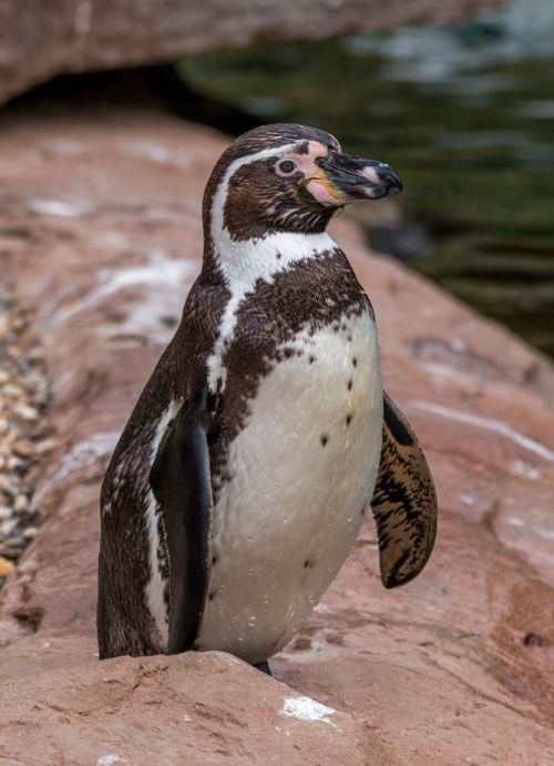 Humboldto Pingvinas, Pingvinas, Vandens Paukštis, Humboldt, Spheniscus Humboldti, Paukštis, Gyvūnas