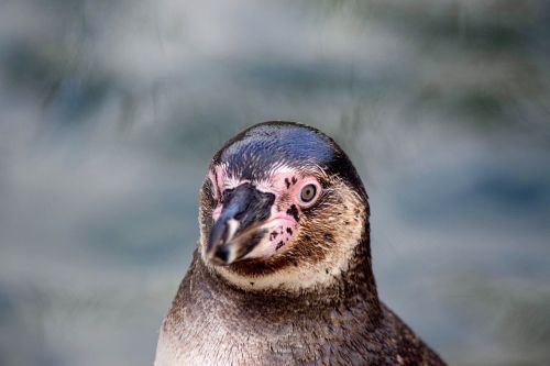 Humboldto Pingvinas, Galva, Pingvinas, Paukščių Parkas Marlow