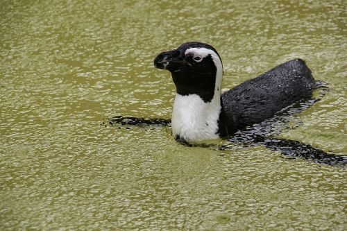 Humboldto Pingvinas, Paukštis, Vanduo, Gyvūnas, Zoologijos Sodas