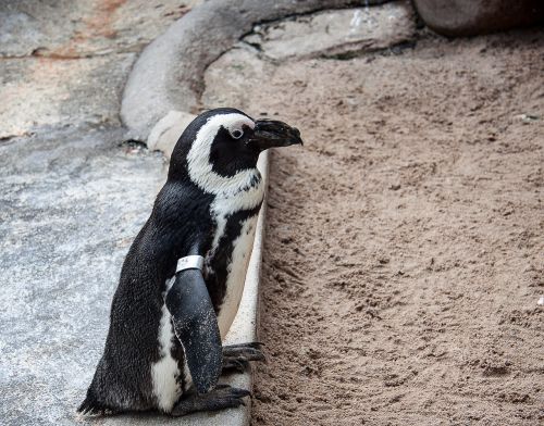 Humboldto Pingvinas, Paukštis, Gyvūnas, Zoologijos Sodas
