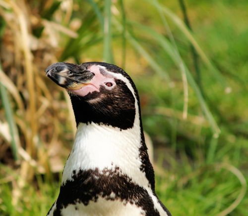 Humboldto Pingvinas, Spheniscus Humboldti, Pingvinas, Paukštis, Uždaryti, Portretas