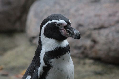 Humboldto Pingvinas, Pingvinas, Spheniscus Humboldti, Peru Pingvinas, Manchot De Humboldt, Pingiuino De Humboldt, Šunų Pingvinai, Sfeniksas, Paukštis, Gyvūnas, Gyvūnai