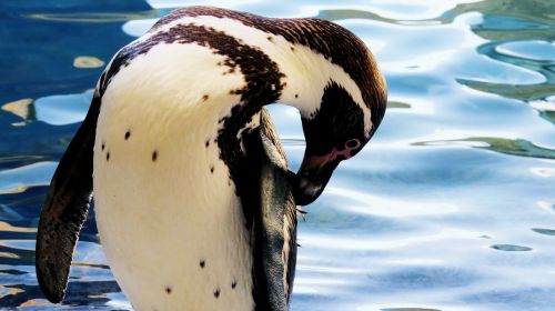 Humboldto Pingvinas,  Pingvinas,  Ave,  Vanduo,  Gyvūnai,  Tvenkinys,  Vandens Gyvūnai,  Gyvūnas,  Fauna,  Grožis,  Piko,  Gražus,  Gamtos Rezervatas