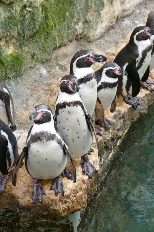 Humboldt Pingvinai, Bioparc, Talentingas