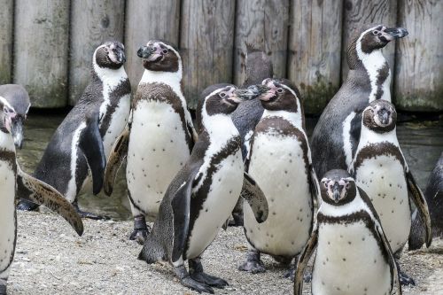 Humboldt Pingvinai, Pingvinas, Gyvūnai, Mielas, Laukinė Gamta, Arktinė, Zoologijos Sodas, Iš Arti, Laukiniai, Paukščiai, Grupė