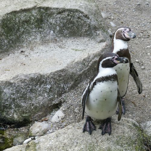 Humboldt Pingvinai, Pingvinas, Gyvūnai, Mielas, Laukinė Gamta, Arktinė, Zoologijos Sodas, Iš Arti, Laukiniai, Paukščiai