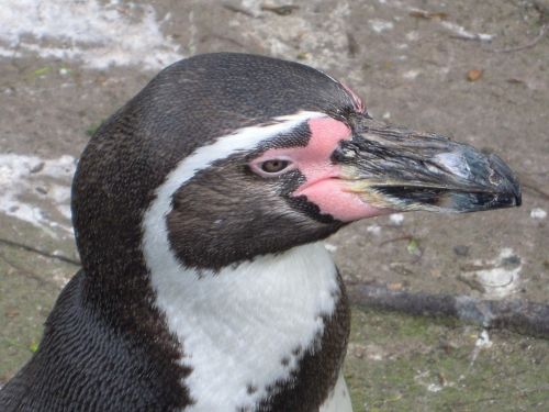 Humboldto Pingvinas, Pingvinas, Zoologijos Sodas, Gyvūnų Parkas